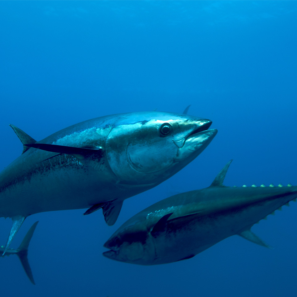 Bluefin Tuna Overnight Charters