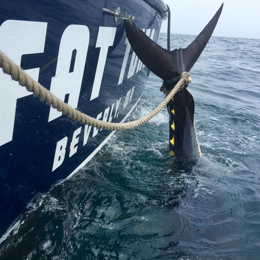 BLUEFIN TUNA CHARTER - FAT TUNA CHARTERS